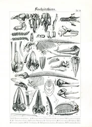 Illustration anatomique des mammifères marins
