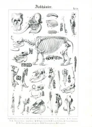 Illustration anatomique des pachydermes