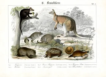 Marsupiaux et monotrèmes d