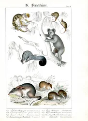 Marsupiaux australiens dans leur habitat naturel