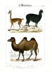 Camélidés d