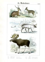 Espèces de cerfs dans divers habitats