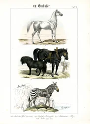 Les équidés : Chevaux et zèbres