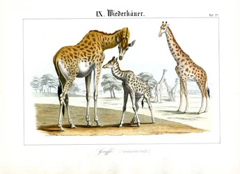 Les girafes dans la savane africaine