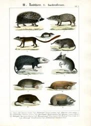 Mammifères insectivores