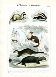 Martres et carnivores de type loutre