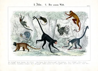Les singes du nouveau monde