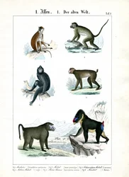 Autres espèces de singes de l