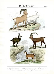 Ruminants de montagne