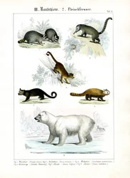 Petits carnivores et ours polaire