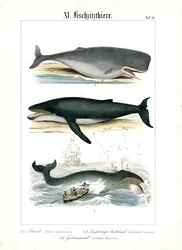 Cachalot, baleine à bosse et chasse à la baleine