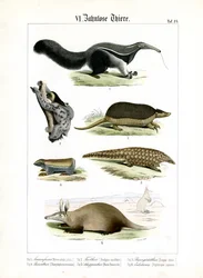 Animaux édentés : Fourmilier, paresseux et tatous