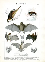 Diverses espèces de chauves-souris