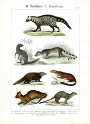 Divers carnivores de la famille des civettes et des mangoustes