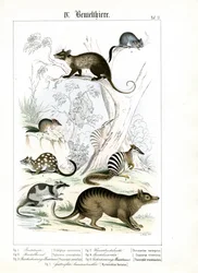 Divers Marsupiaux d