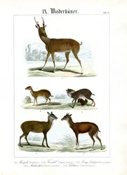 Divers petits ruminants d