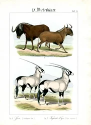 Gnous et Gemsboks