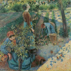 Cueillette des pommes