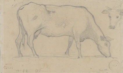 Vache broutant, tête de vache en haut à droite