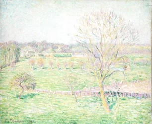 Un champ avec un noyer au printemps