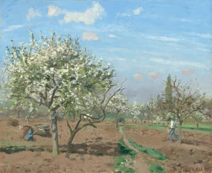 Verger en fleurs, Louveciennes