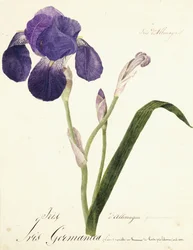 Iris germanique