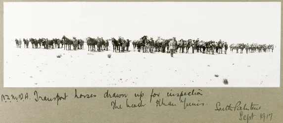 Chevaux de transport de la N.Z.M.F.A. alignés pour inspection sur la plage, Khan Yunis, septembre 1917