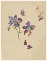 Étude de fleurs