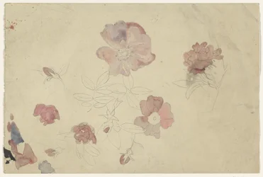Études de fleurs en violet et rose