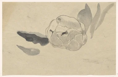Étude de fleurs