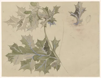 Feuilles de chardon