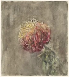 Chrysanthème rouge