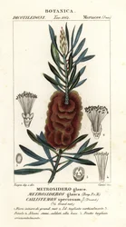 Albany bottlebrush, Callistemon speciosus