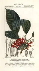 Cyrtandra staminea