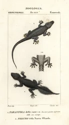 Gecko domestique, Hemidactylus frenatus 1, et gecko à queue large, Phyllurus platurus 2
