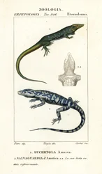 Coureur de jungle, Ameiva ameiva, Lucertola ameiva 1 et tegu doré, Tupinambis teguixin, Salvaguardia d