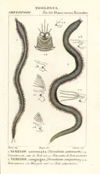 Leodice antennata, Nereidonta antennata 1, et Eunice sanguinea, Nereidonta sanguinea 2