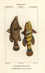 Perche du Nil, Lates niloticus, et poisson dormeur ou goujon, Ophiocara macrolepidota