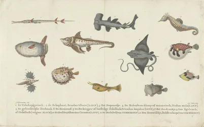 Douze espèces de poissons différentes