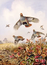 Perdrix effarouchées