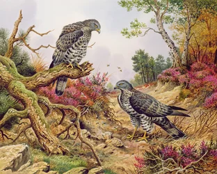 Bondrées apivores