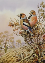 Couple de pinsons des arbres