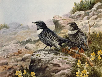 Merles à plastron