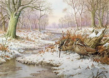 Bécasse des bois