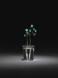 Myosotis, fin des années 1800-début des années 1900