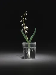 Muguet, fin 1800s-début 1900s
