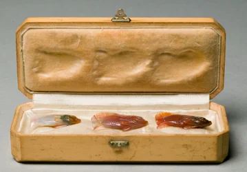 Ensemble de trois poissons dans la boîte d