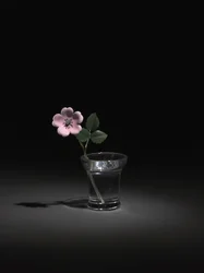 Rose sauvage, fin des années 1800-début des années 1900