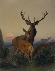 Un cerf avec une biche dans un paysage boisé au coucher du soleil
