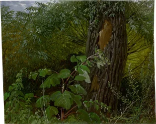 Tronc de saule avec sous-bois